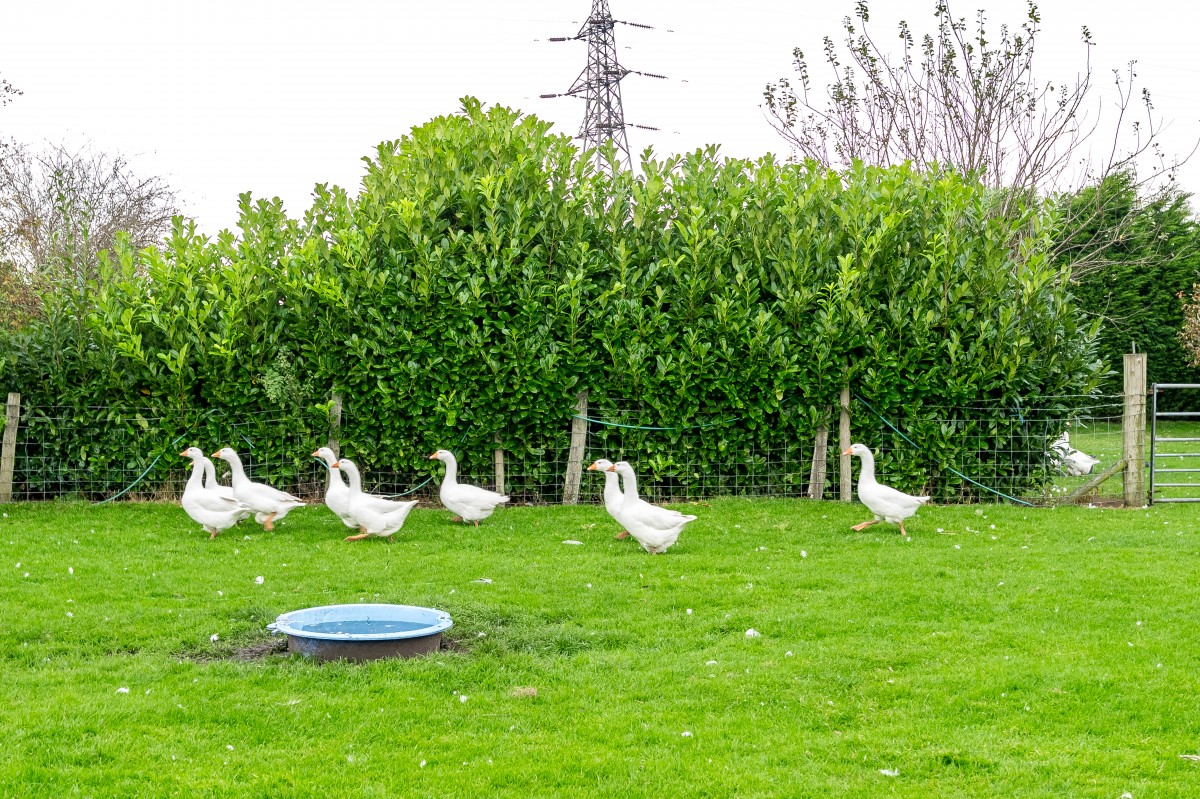 Images for Blaguegate Cottage, Lathom EAID:08687f08a08fe74e934a560e18eb0ef1 BID:2